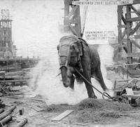 Electrocuting an Elephant (1903) - poster