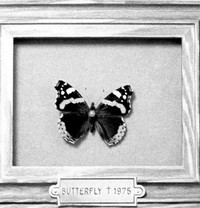 Butterfly (1973) - poster