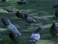 Les Pigeons du Square (1982) - poster