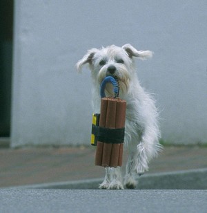 Ein Hund für Alle Fälle (2002) - poster