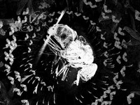 Erään Hyönteisen Tuho (2010) - poster