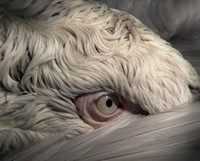 Birds (2014) - poster