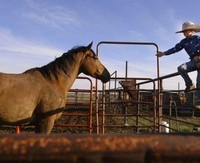 Crowley: Every Cowboy Needs His Horse (2016) - poster