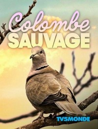 Colombe Sauvage (2019) - poster