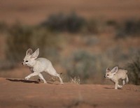 Witzig und Wild - Die Kuriosen Seiten der Tiere (2019) - poster