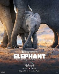 Elephant (2020) - poster