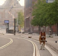 Geen Hond in Amsterdam (2020) - poster