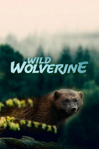 Wild Wolverine (2020) - poster