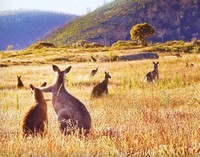 Kangaroo Valley (2022) - poster