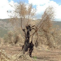 The Second Life of Burned Trees (2023) - poster