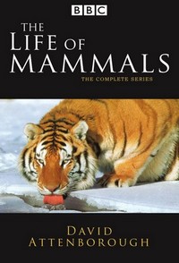 The Life of Mammals - poster