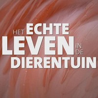 Het Echte Leven in de Dierentuin (2019 - 2024) - poster