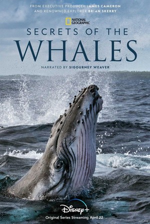 Secrets of the Whales - poster
