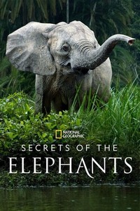 Secrets of the Elephants - poster